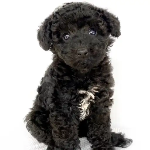 トイ・プードル