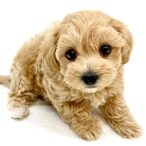 MIX（マルチーズ×トイプードル）