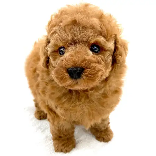 トイ・プードル