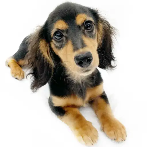 ミニチュア・ダックスフント