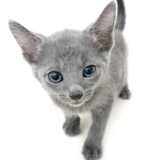 ロシアンブルー