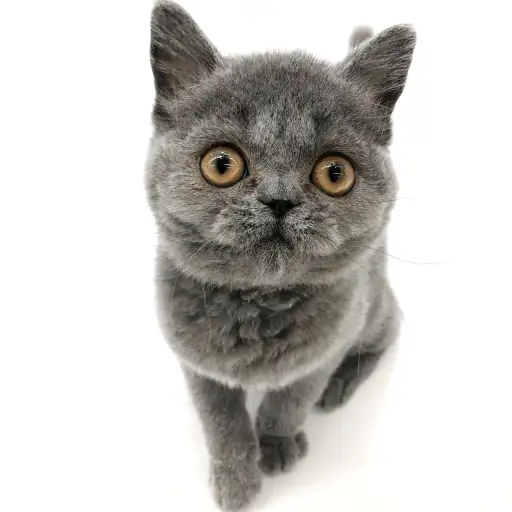 ブリティッシュショートヘア