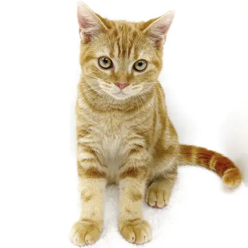 アメリカンショートヘア