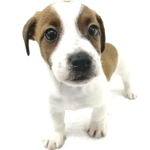 ジャックラッセルテリア