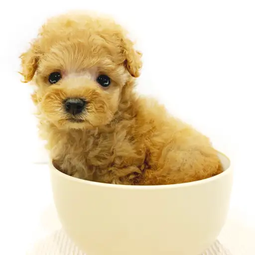 トイ・プードル