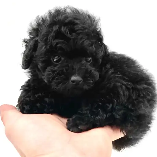 トイ・プードル