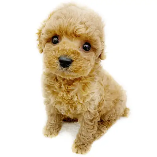 トイ・プードル