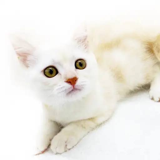 アメリカンショートヘア