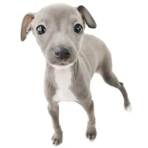 イタリアングレーハウンド