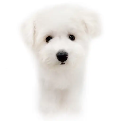 ビションフリーゼ