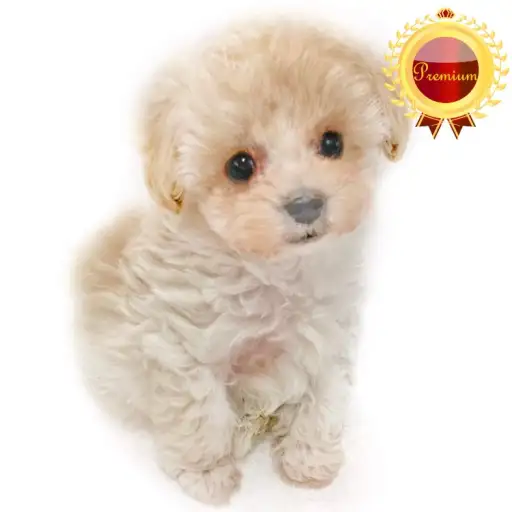 MIX(トイプードル×マルチーズ)