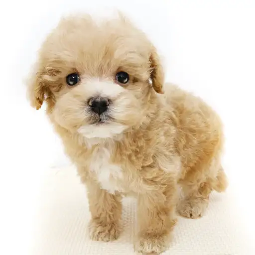 MIX（マルチーズ×トイプードル）