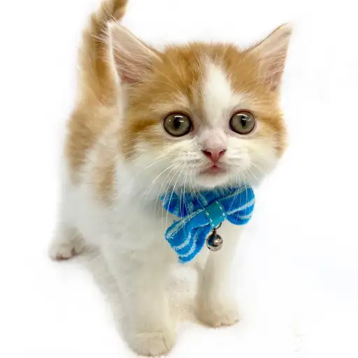 スコティッシュフォールド