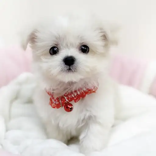 MIX（マルチーズ×ポメラニアン）