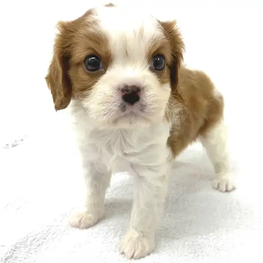 キャバリア・キングチャールズ・スパニエル