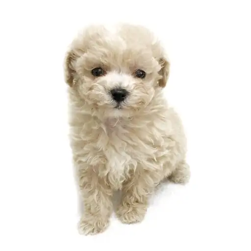 MIX（トイプードル×マルチーズ）