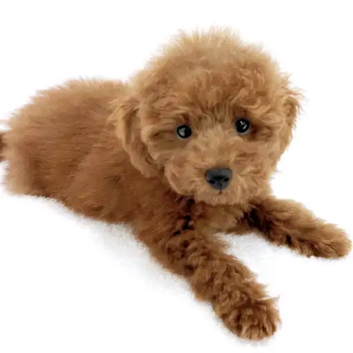 トイ・プードル