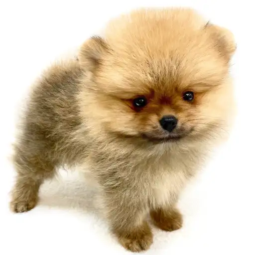 ポメラニアン
