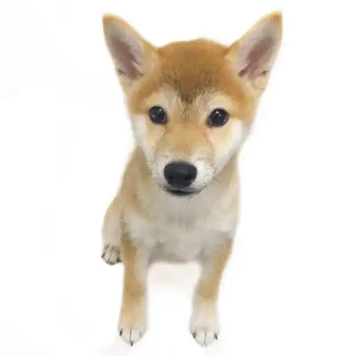 柴犬