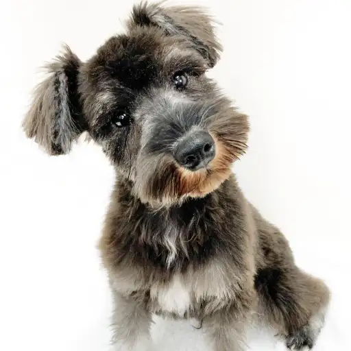 ミニチュア・シュナウザー