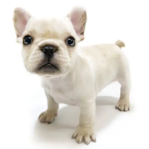 フレンチブルドッグ
