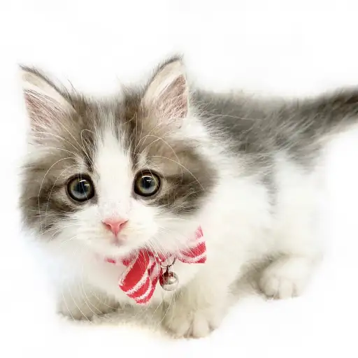 ノルウェージャンフォレストキャット