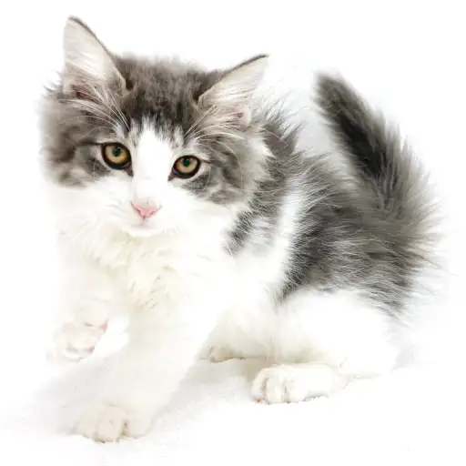 ノルウェージャンフォレストキャット