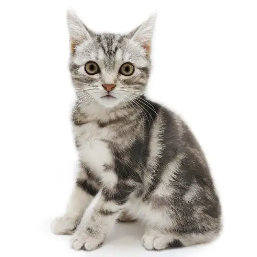 アメリカンショートヘア