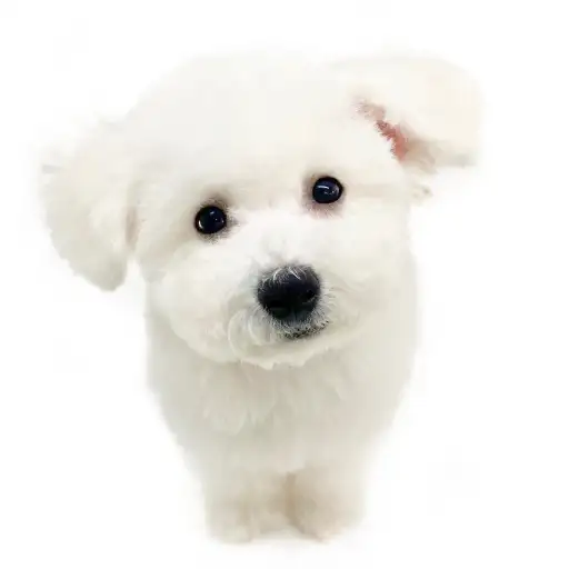 ビションフリーゼ