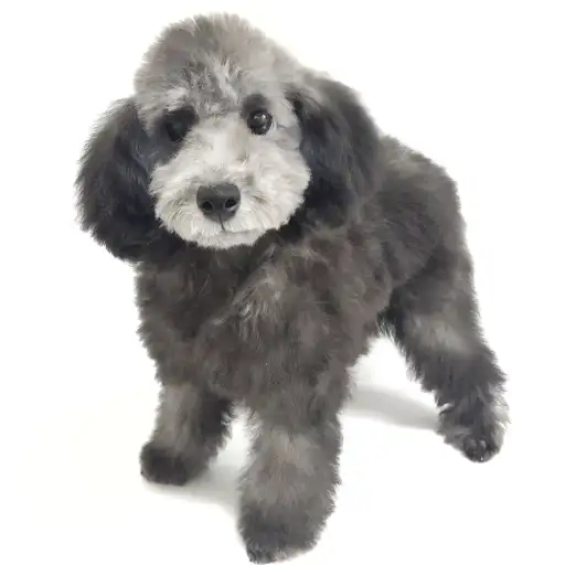 トイ・プードル