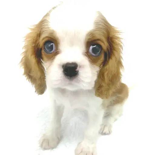 キャバリア・キングチャールズ・スパニエル