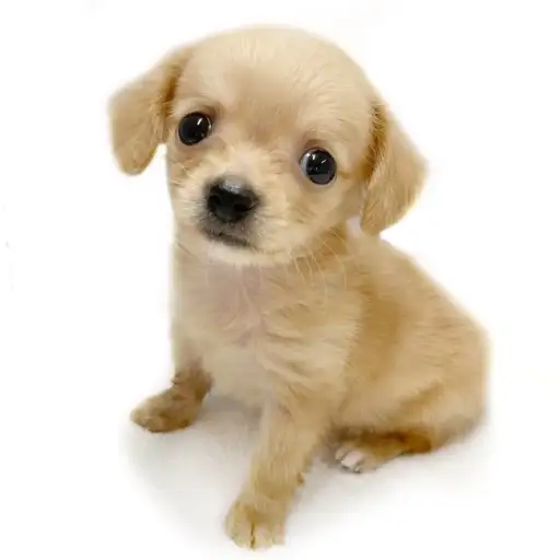 MIX（チワワ×ミニチュアダックスフント）