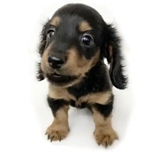 ミニチュア・ダックスフント