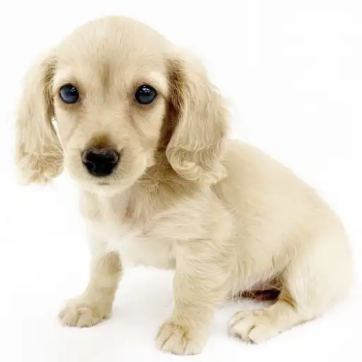 カニンヘン・ダックスフント