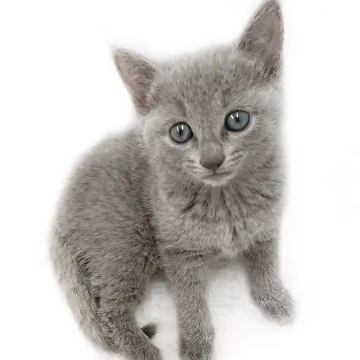 ロシアンブルー