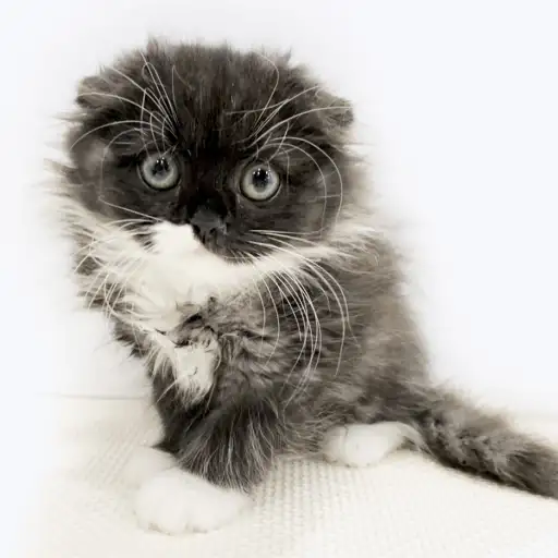 スコティッシュフォールド