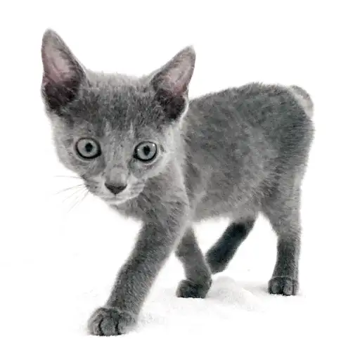 ロシアンブルー