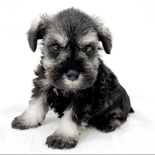 ミニチュア・シュナウザー