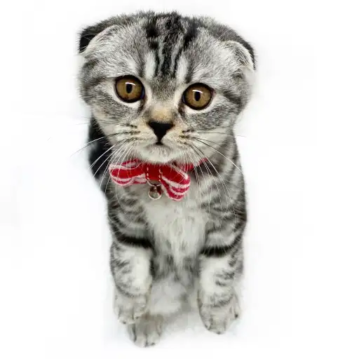 スコティッシュフォールド