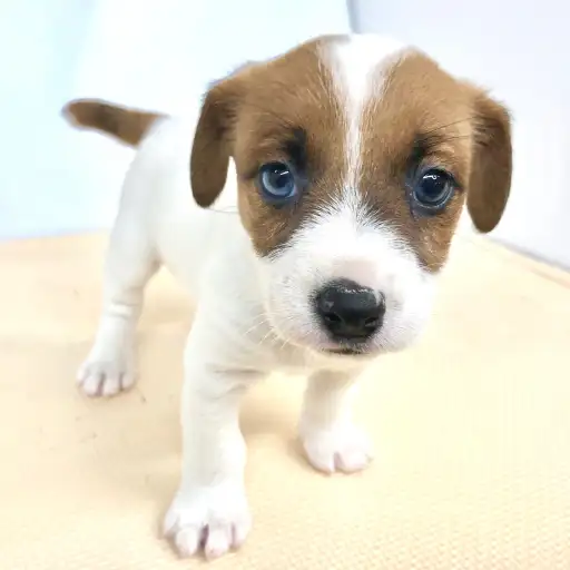 ジャックラッセルテリア