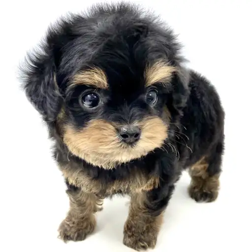 MIX(チワワ×トイプードル)