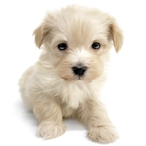 MIX（トイプードル×マルチーズ）