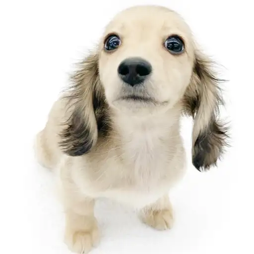 ミニチュア・ダックスフント