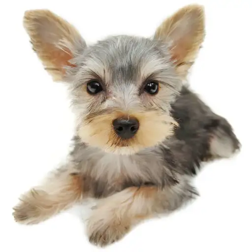 ヨークシャーテリア