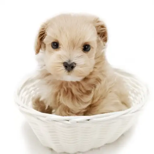 MIX（トイプードル×マルチーズ）