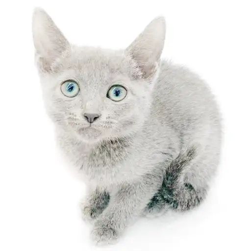 ロシアンブルー