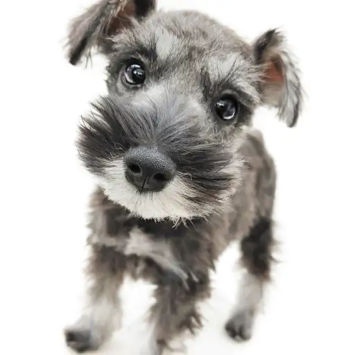 ミニチュア・シュナウザー