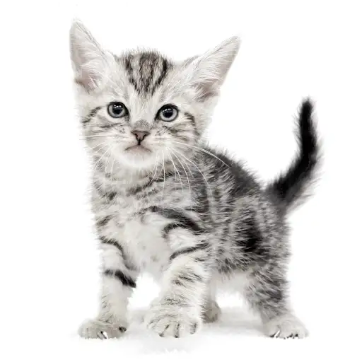 アメリカンショートヘア