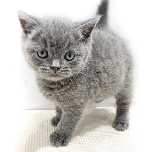 ブリティッシュショートヘア