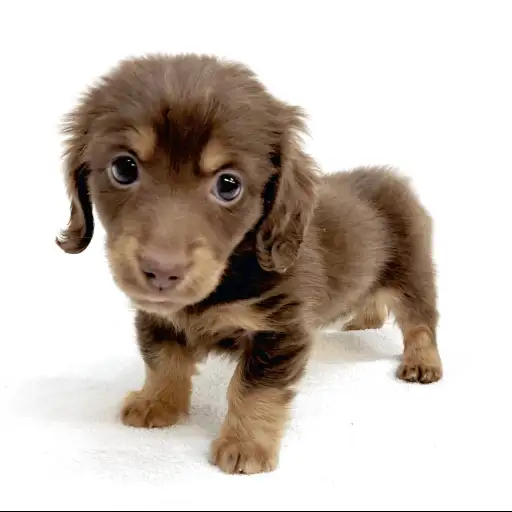 ミニチュア・ダックスフント